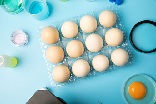 新鮮無(wú)菌蛋食品安全農(nóng)業(yè)科技食品培育攝影圖 插畫(huà) 下載至來(lái)源處